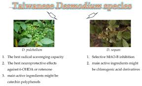 Image result for Desmodium