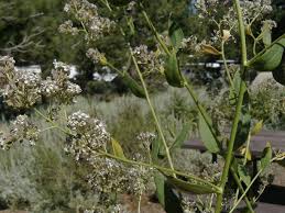 Image result for Rhipidoglossum delepierreanum