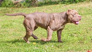 These american pit bull puppies located in massachusetts come from different cities, including, stoughton, new bedford, framingham, florence, boston. How To Build Muscle And Add Mass On Your Bully Without Supplements Muscle Bully Supplements