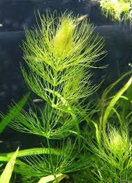 Image result for Ceratophyllum muricatum