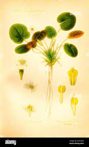 Image result for Hydrocharitaceae