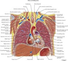 Heart murmurs and heart sounds: Thorax Radiology Key