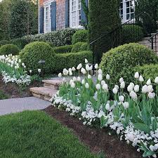 Go For Bold With 3 Mass Planting Ideas Front Yard Landscaping Boxwood Landscaping Garden Bulbs