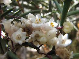 Image result for Cuscuta hyalina