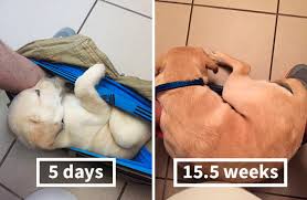 Everyone Is Laughing At This Hilarious Puppy Growth Chart