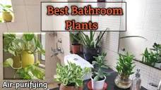 Best Bathroom Plants | Air-Purifying plants That Absorb Moisture ...