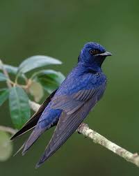 Birds Of Wisconsin Book Flashcards Week 9 Studyblue Purple Martin Purple Bird Martin Bird