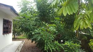 Maybe you would like to learn more about one of these? Daus Redscarz Pokok Kristal Sarawak Mini Dusun Buah