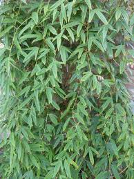 Image result for Rubus