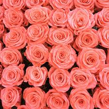 Roses inspired people over thousands of years to develop a language of color. 21 Special Rose Color Meanings Rose Flower Meanings For Valentine S Day