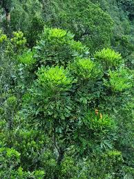 Image result for Neocussonia umbellifera