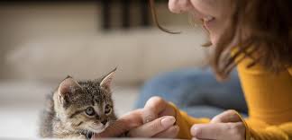 I had one foster cat who was able to scale just about any barrier i. Seven Reasons Why Fostering Animals Saves Lives Aspca