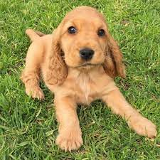 English Cocker Spaniel Pup Classic Look Spaniel Puppies Cocker Spaniel Puppies Cocker Spaniel