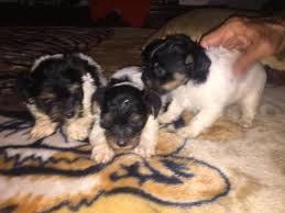 We have been raising and loving yorkies for more than 20 years. Parti Yorkie Pups For Sale In San Antonio Texas Classified Americanlisted Com