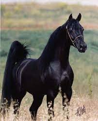 Arabian Stallion Beautiful Arabian Horses Black Arabian Horse Horses