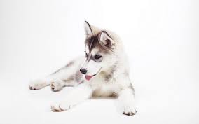 75 Baby Huskies