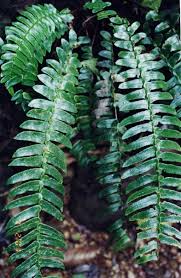 Image result for Lomariopsidaceae