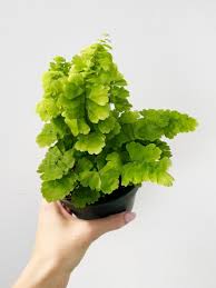 Image result for Adiantum