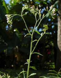 Image result for Vernonia cinerea