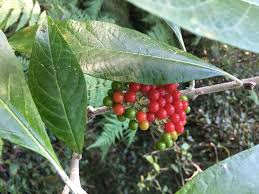 Image result for Solanum giganteum