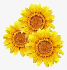 We did not find results for: Sunflower Clipart Png Images Free Transparent Sunflower Clipart Download Kindpng