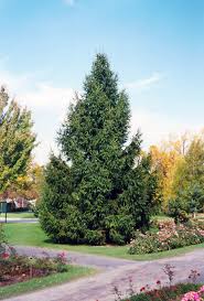 It has done fantastic for the last couple of years but a couple of weeks ago i noticed it started browning and dropping needles. Norway Spruce Picea Abies In Columbus Dublin Delaware Grove City Gahanna Bexley Ohio Oh At Oakland Nurseries Inc
