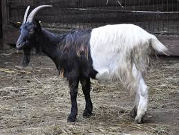 It milk and meat breed are in switzerland belonging to the swiss mountain group. Valais Blackneck Wikipedia