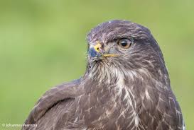 Ze zijn uitgerust met een sprayhood, een overkapping over de. Buizerd Vogelfoto