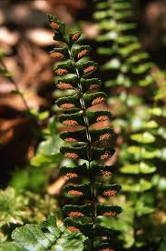 Image result for Stomatanthes sp.no.1