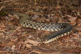 The madagascar giant hognose snake is, like many of the creatures that share its home, endemic to madagascar and the nearby islands of nosy be and nosy sakatia. Animalimages Net Home Facebook