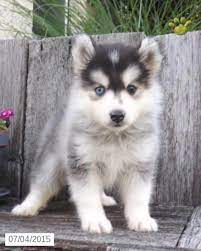 Pomeranian Grooming Pomsky Puppies Pomsky Dog Cute Dogs