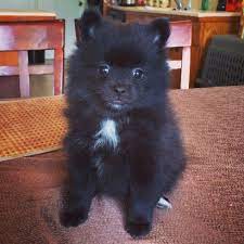 7 Week Old Black And White Tuxedo Male Pomeranian Puppy Pomeranian Puppy Black Pomeranian Cute Dogs