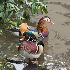 Was the missing mandarin 'hot duck' of central park kidnapped? Rare Mandarin Duck Missing From Central Park Cbs New York
