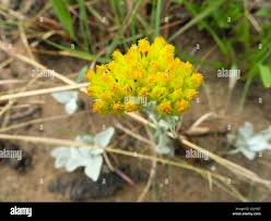 Image result for Helichrysum argyranthum