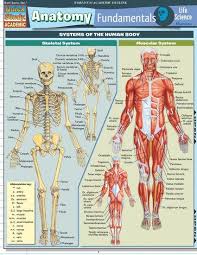 Quickstudy Anatomy Fundamentals Life Science Laminated Study Guide In 2020 Medical Anatomy Anatomy Human Anatomy And Physiology