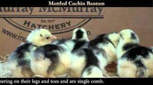 .bantam brahma bantam breed bantam cochin bantam cochins bantam cohicns bantam cornish bantam rocks bantams barred rocks black bantam legged bantam feathered legged bantam frizzle frizzled gold laced cochin green eggs japanese long tailed breed milie fleur mottled cochin. Mottled Cochin Bantam Chicks Youtube