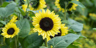 Image result for Helianthus