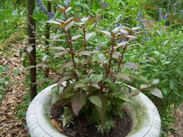 Image result for Amaranthaceae