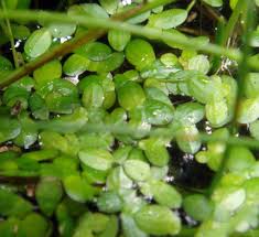 Image result for Lemna aequinoctialis