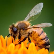 Bees Wallpapers Hd Bee Bee Pictures Bee Art