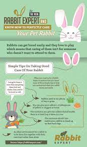 If You Want To Take Care Of A Rabbit It Is Important That You Are Well Aware Of How To Take Good Care Of Them Properly You Can Rabbit Care