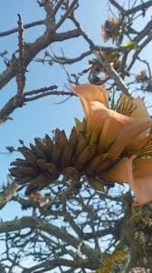 Image result for Faurea rochetiana