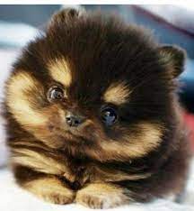 Your siberian husky puppy will geet to you safely. You Deserve To See A Teacup Pomeranian Husky Today Aww