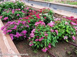 Image result for Pentas longiflora