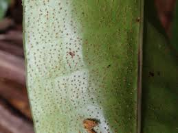Image result for Microsorum punctatum