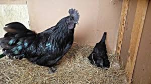 Seluruh tubuhnya dipenuhi oleh warna hitam. Cara Ternak Ayam Cemani Yang Baik Dan Benar Bagi Pemula