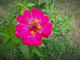 Bunga ini dapat mewakili kesungguhan seseorang pada pasangan. Bunga Cinta Kasih Steemit