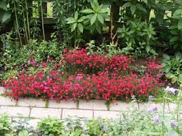 Plantenencyclopedie Plants Flowers Garden