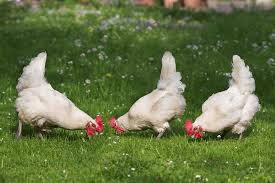 The A Z Of Chicken Breeds And Choosing The Perfect One