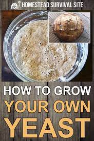 How To Grow Your Own Yeast Cooking And Baking Yeast Food